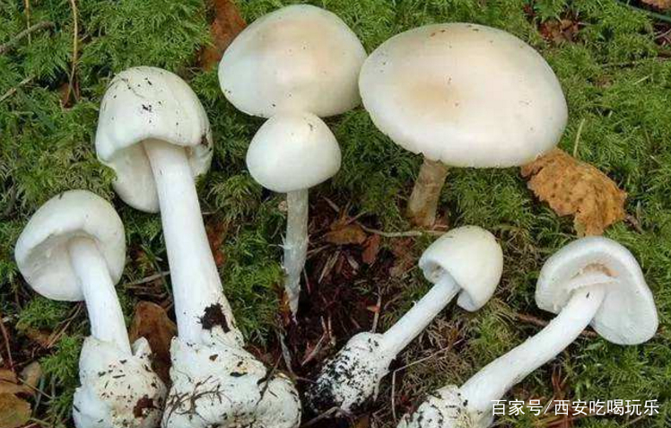 农村的这些蘑菇,是毒鹅膏菌的近亲,大多也都具
