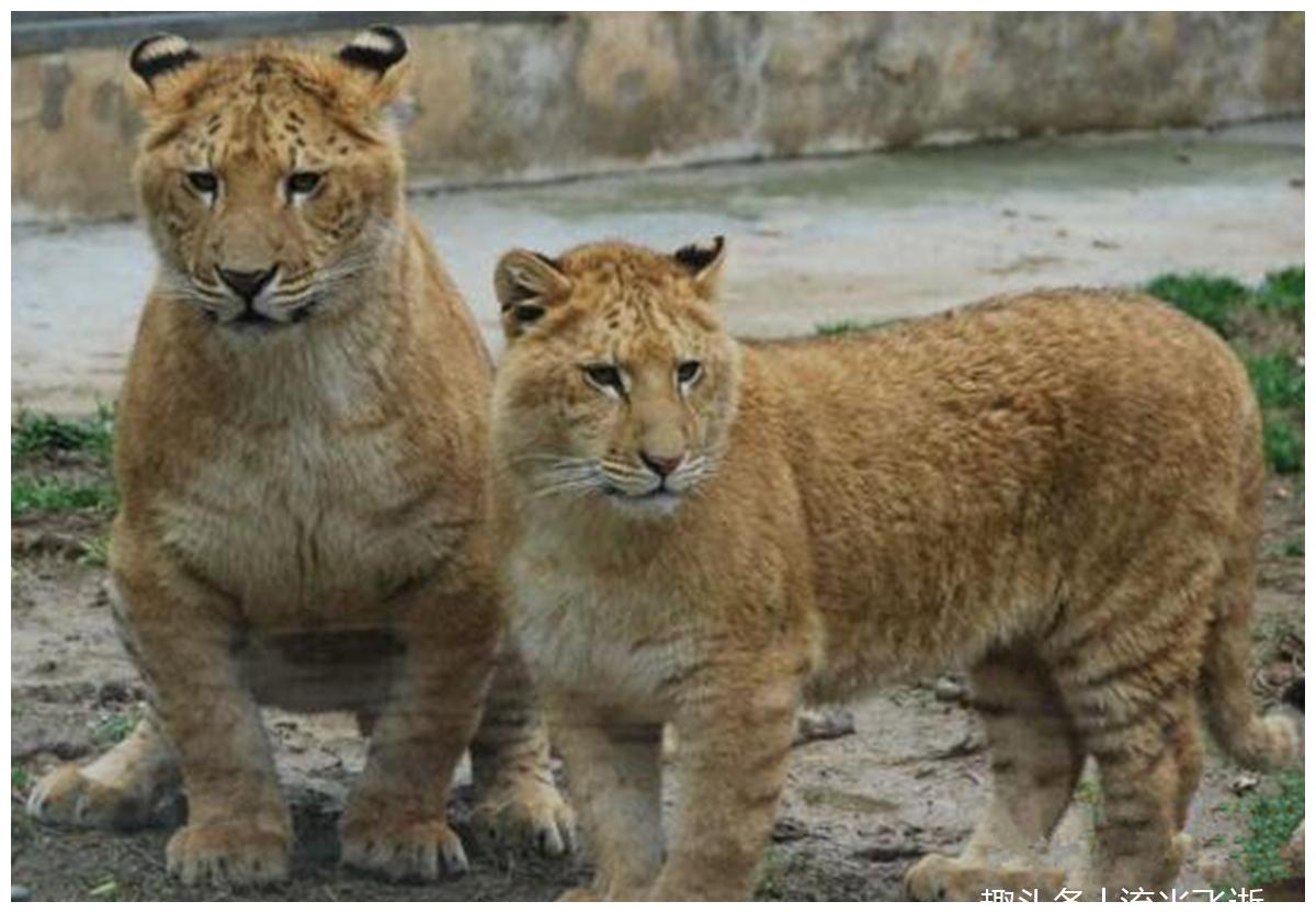 狮虎兽到底长什么样子?体型无比巨大,还可以无限长大