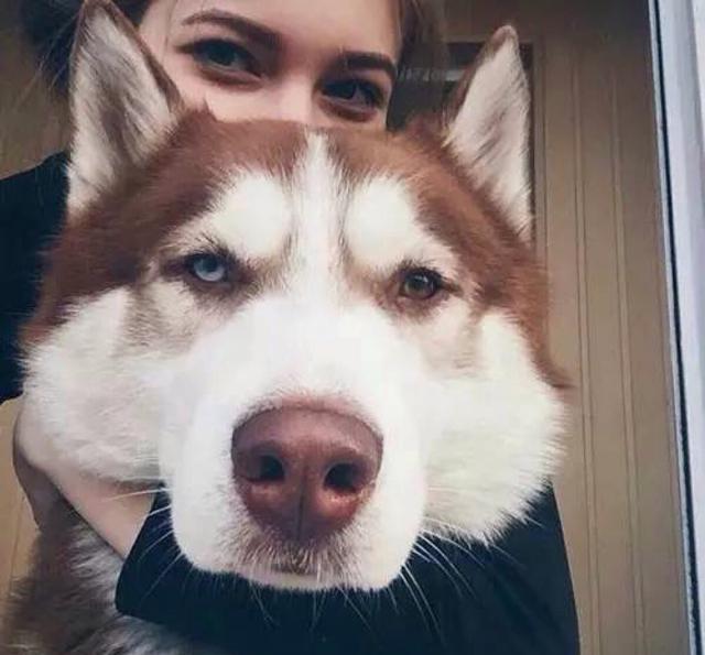 「萌 搞笑 动物头像」喜欢的自取哦