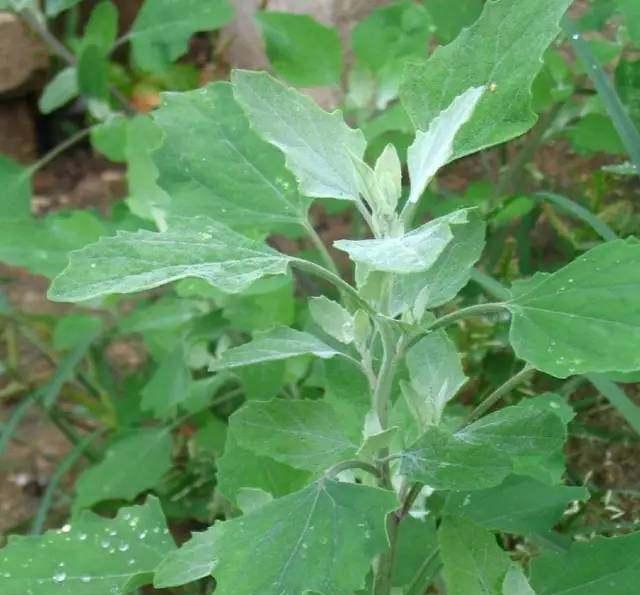 农村的这些野菜, 现在都成了餐桌上的宝贝! 你吃过哪几种?