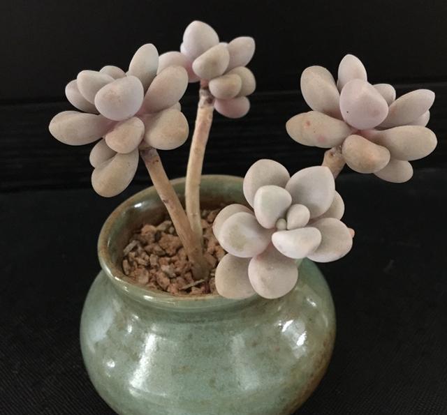 多肉植物中的变色花,三分钟告诉你艾伦多肉怎么养