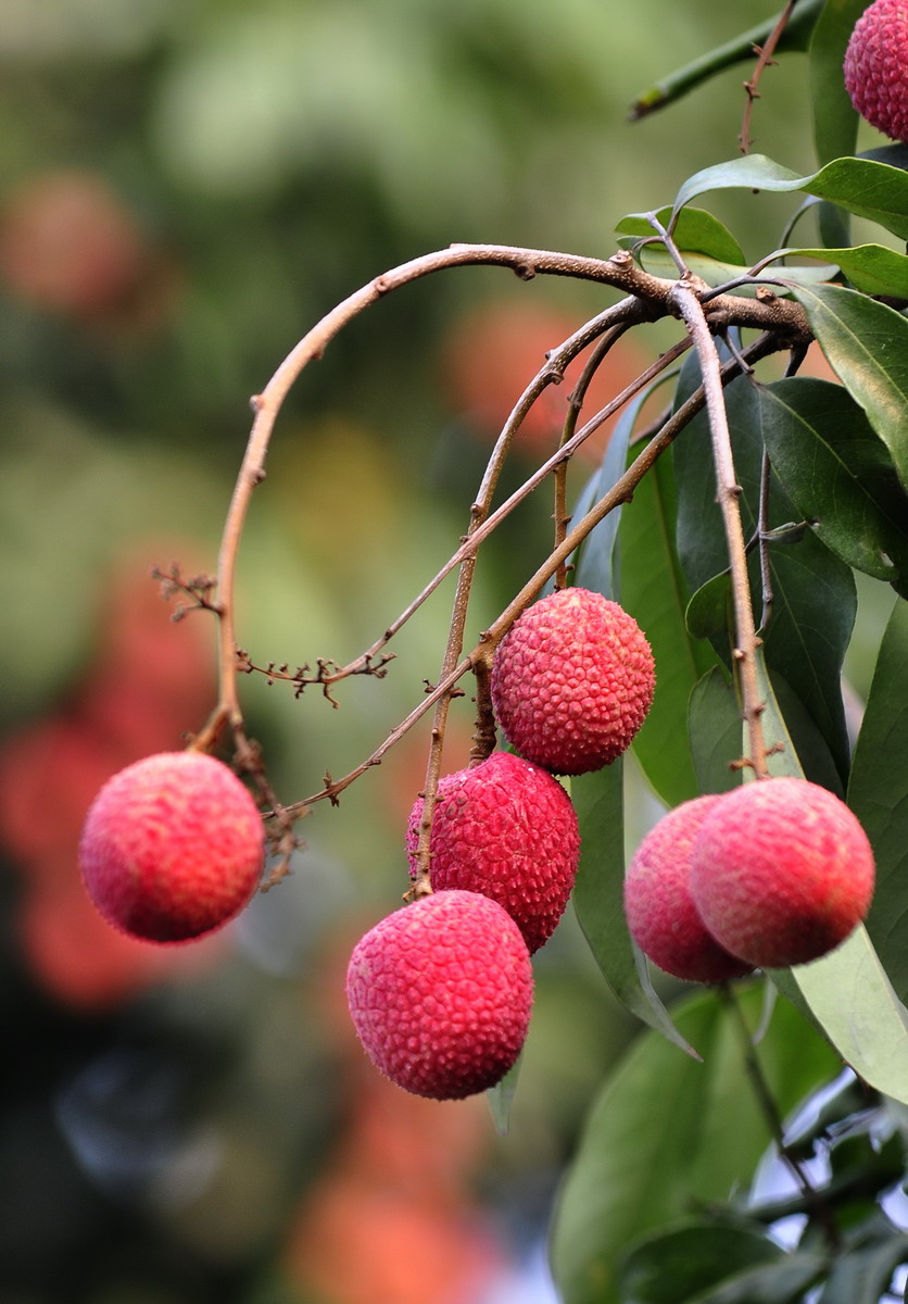 荔枝一颗酒驾 开车的朋友们注意啦,吃完荔枝要