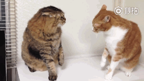 花猫还真是抗揍