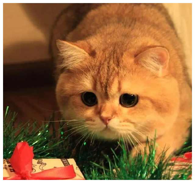 胖猫名单,橙猫的位置是无法辩护的!