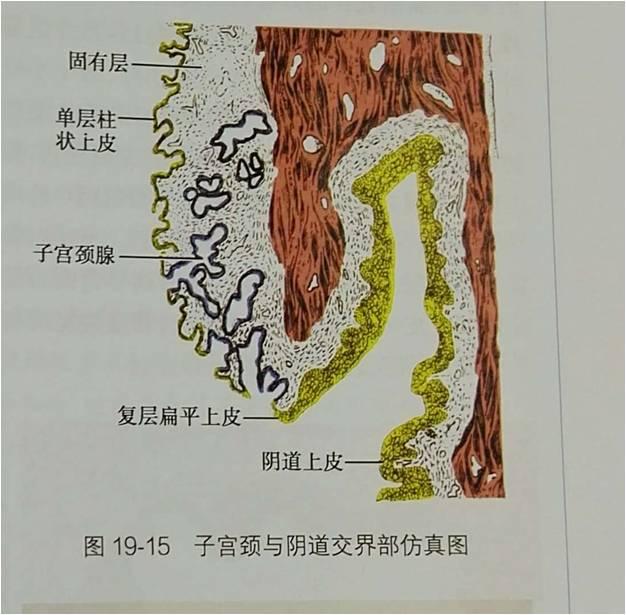 您还在为这3种宫颈的表现而困扰吗?那就太OU