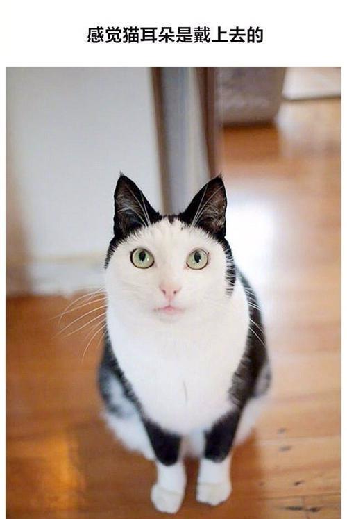 路边看见一只白猫背着小黑猫,好奇走近一看,忍不住笑了!