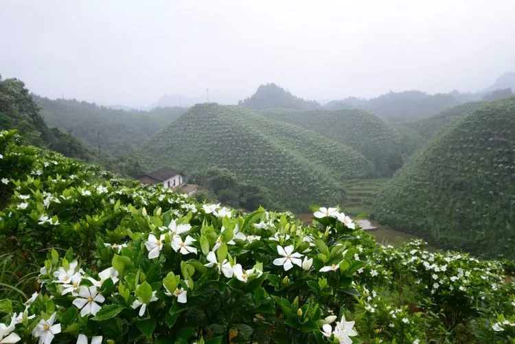 铜鼓县鹤吼村:漫山栀子花海美不胜收,立刻出发免费游!