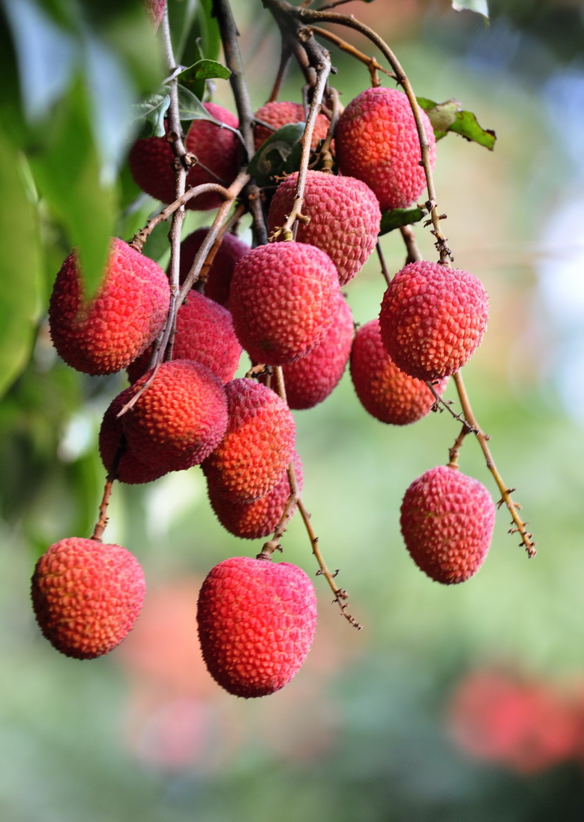 荔枝一颗酒驾 开车的朋友们注意啦,吃完荔枝要