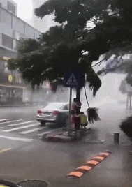 搞笑gif: 兄弟你别笑, 我不是在树底下乘凉, 我是怕大风把我刮跑