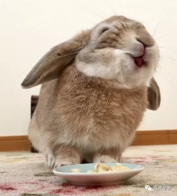 兔子:吃到好吃的东西～真是世界上最幸福的事～(*^v^*) ……呃,不管