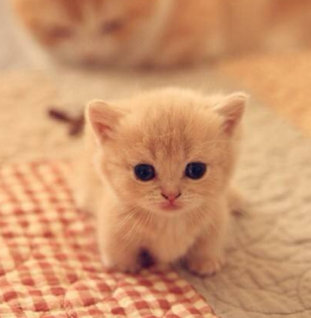 第一只小奶猫,看来是只短腿猫,腿短短的很可爱的样子,软趴趴的,小模样