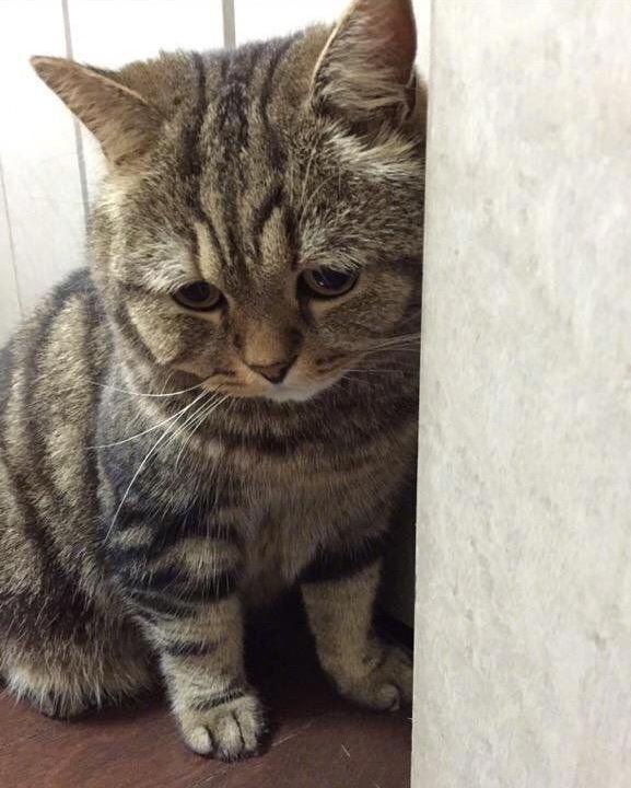 小猫咪让门挤了一下,后腿和尾巴不能动了