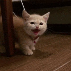 有一只擅长抱大腿,装傻卖萌的喵星人,让人如何拒绝?