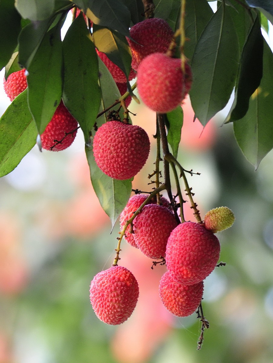 荔枝一颗酒驾 开车的朋友们注意啦,吃完荔枝要