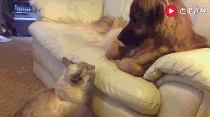 狗狗占了猫咪的沙发臭嘚瑟,猫咪看不过闷声憋大招,最后亮了