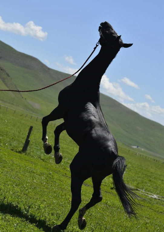 西亚的这一国家汗血宝马