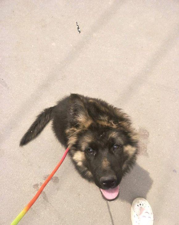 德牧九十五天能吃生鸡架吗?还需要配什么吃,现