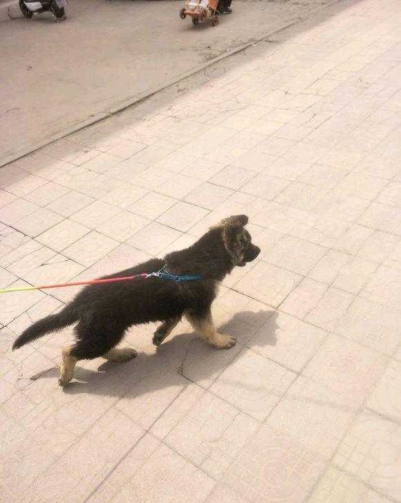 德牧九十五天能吃生鸡架吗?还需要配什么吃,现