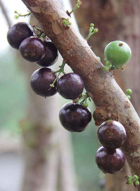 这种水果长得像葡萄,一年四季都能结果,很多人