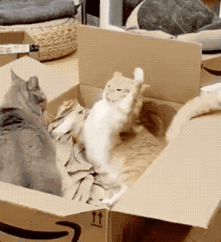 永远不要去了解一只小喵喵,哈哈