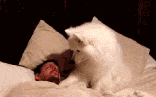 虽然只是养了一只狗,但是我感觉赚翻了,养狗是最好的投资|养狗|狗狗