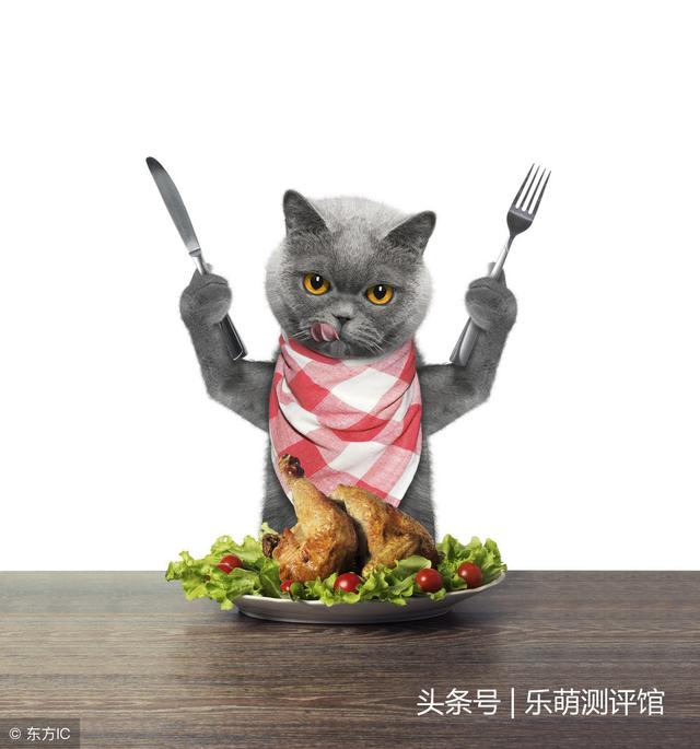 不吃猫粮只吃罐头?铲屎官很头痛!挑食的猫咪到底该怎么教?