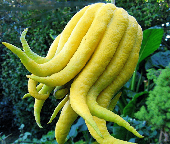 这几种罕见水果有的人这辈子都没吃过, 你都见