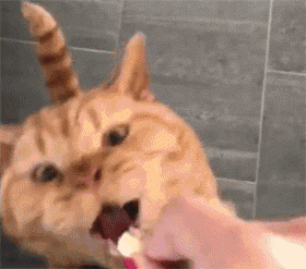 资深猫奴都不一定知道的9件事,了解一下?