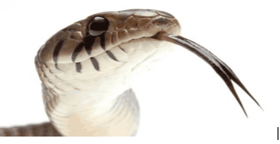 动物的舌头有多神奇?蛇的舌头能当鼻子用,变色龙的舌头比身体长