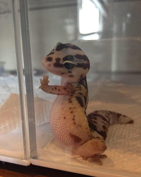 爆笑内涵图 狗子妹你的高贵满地都是啊|狗子|壁虎