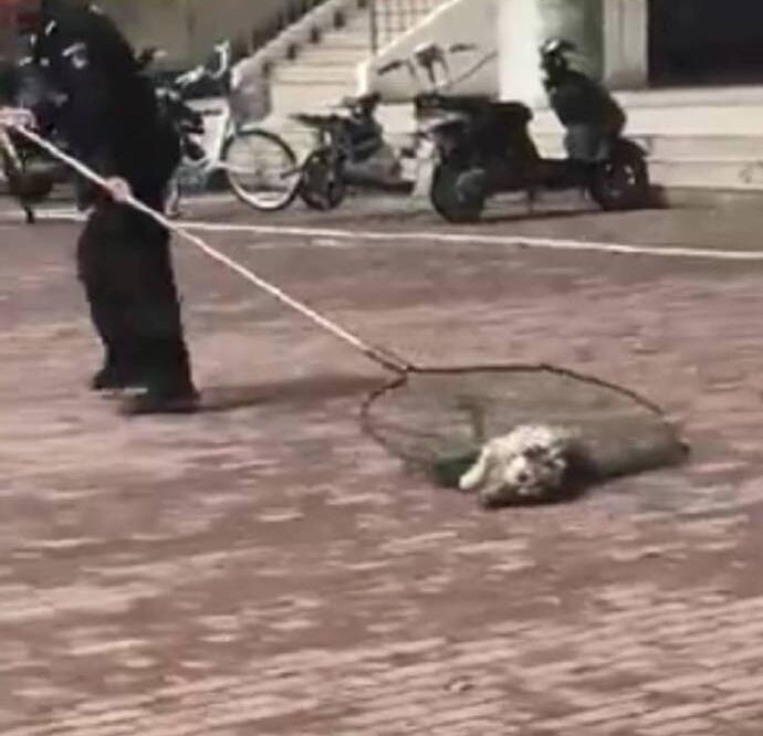 如何正确处理走进校园的流浪狗?将其撵出校园