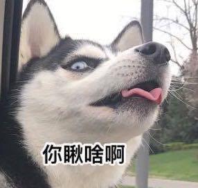 没看到这只柴犬之前,我以为哈士奇表情包是最多的