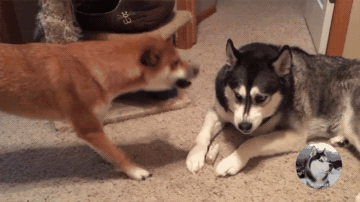 柴犬跟二哈原本是朋友,却因一根骨头翻脸,柴柴的表情亮了