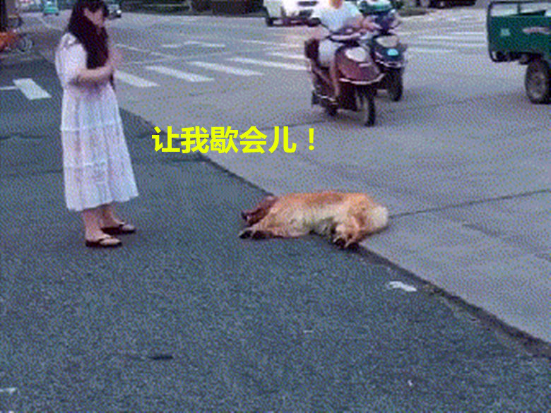 狗狗陪女子逛街累得直接倒地:狗都累瘫了,何况男人