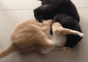 爆笑gif: 既然你做错了事, 就给我站直了别趴下