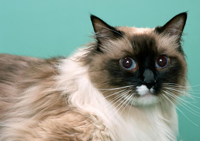 世界上最好看的4大美猫,拥有一只包你爱不释手,网友:人不如猫|土耳其 ...