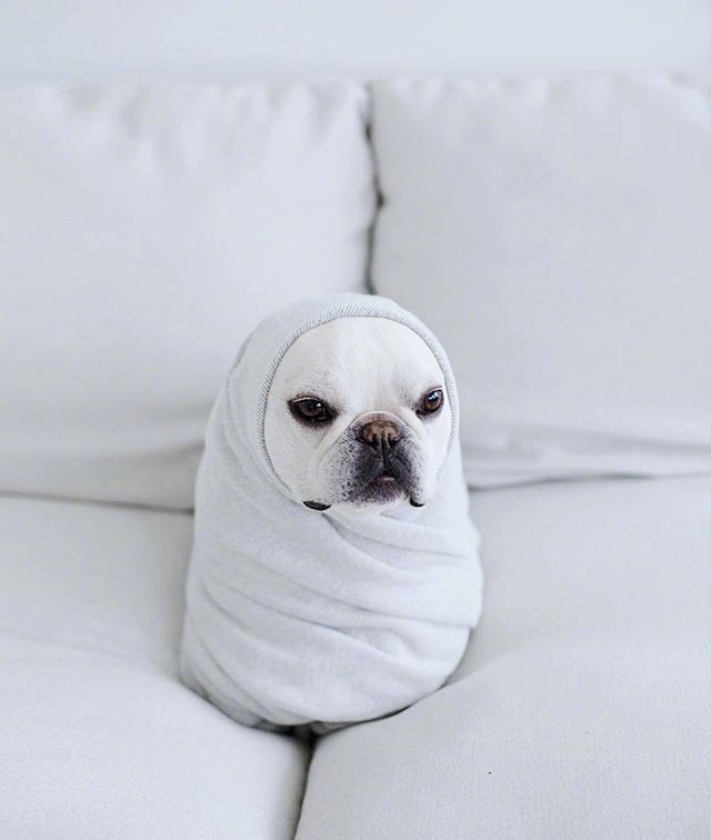 喜欢裹着毯子的小法斗，蠢萌蠢萌的