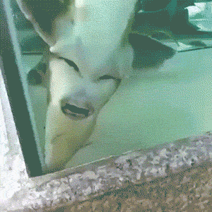 当女司机告诉你她倒车稳如狗时, 她极可能是认真的.搞笑gif合集