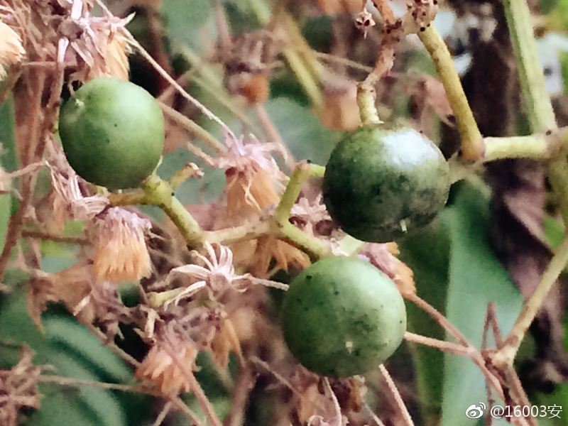 乌蔹莓,多年生草质藤本,掌状复叶,有卷须,结紫黑色果实