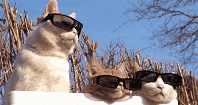 萌宠时刻:这喵星人的表情是在思考什么吗