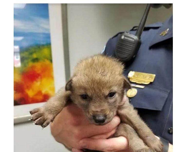 男子野外捡到小奶狗送到警察局,把警察吓了一跳,警察:狼崽子