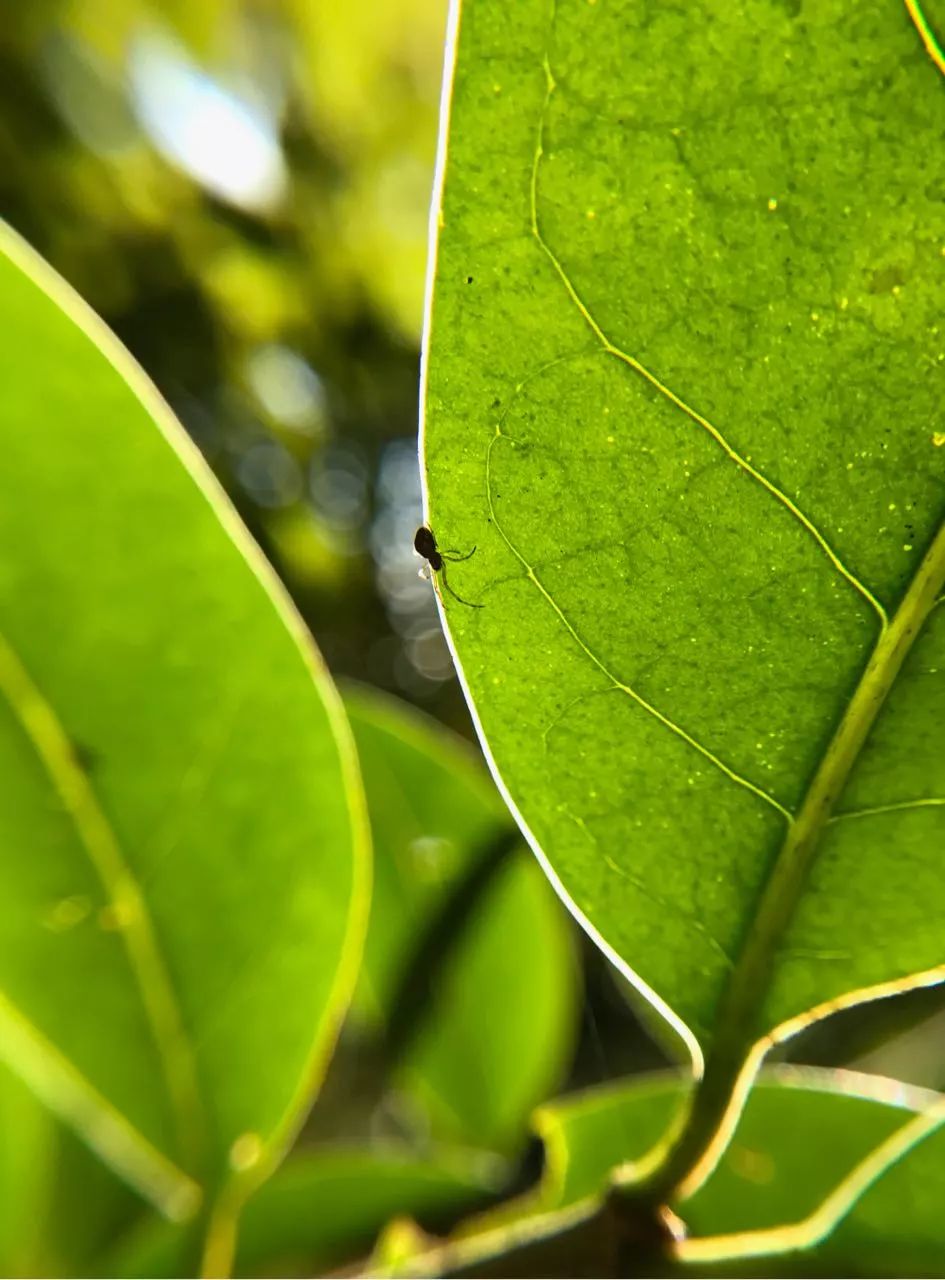 摄影基础教程:手机如何拍出虚化效果?