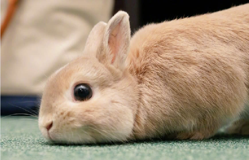 我滴妈呀，活捉一只萌出血的小兔子!