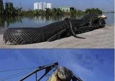 地球上最长的蛇, 巨蛇长达500米杀害600人, 军队出动将其捕获