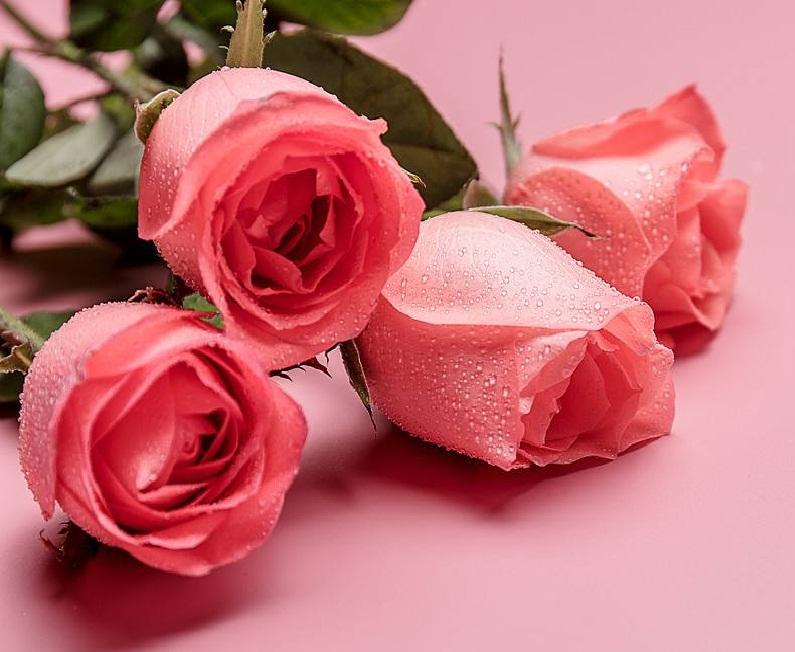 玫瑰虽美但娇弱花期短,月季泼辣月月开, 让月季