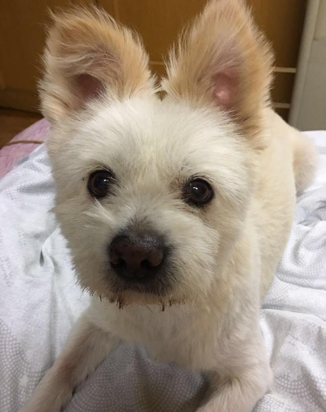 「上海宝山寻狗」养了十年的狗狗走失,全家人