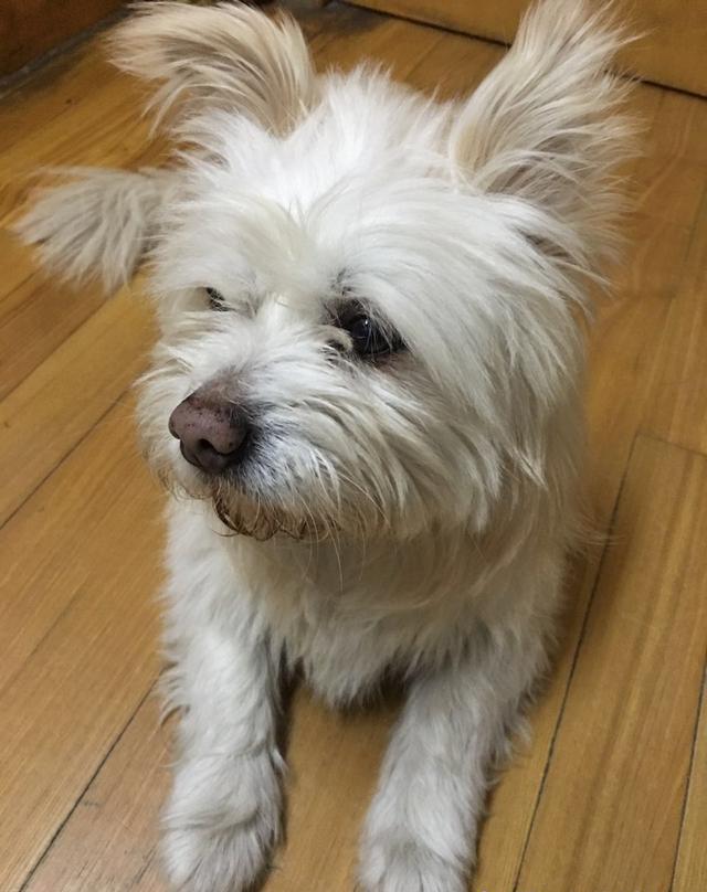 「上海宝山寻狗」养了十年的狗狗走失,全家人