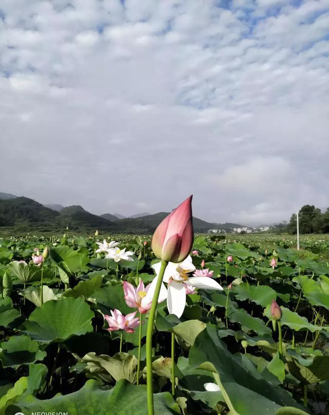 映日荷花别样红 盛开的荷花与蓝天白云, 碧水青山相互映衬, 构成了一