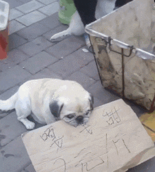 狗狗帮主人卖一斤两块的香瓜, 狗狗: 生意惨淡, 无人