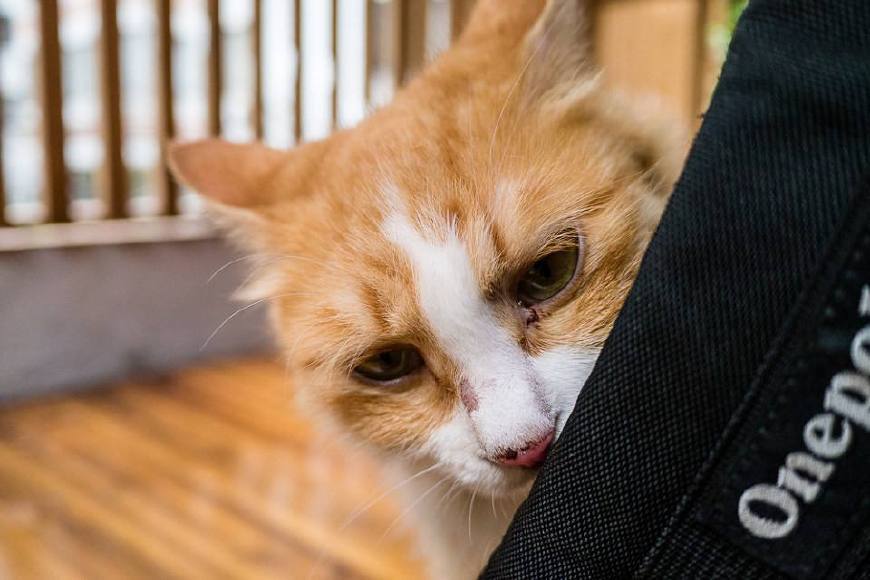 猫主子讨厌的5种味道,远远闻到就会走开,除了